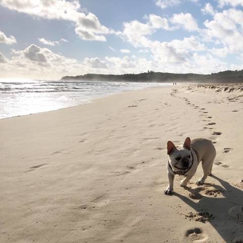 are dogs allowed on stradbroke island